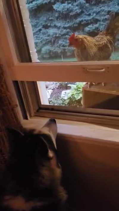 Yes, he crossed the road and he's NOT our chicken!