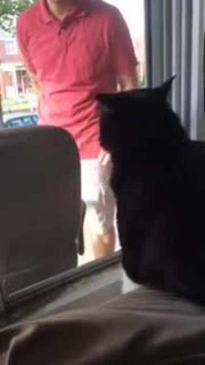 Kitty knows what's up (owner arrives with new dog)