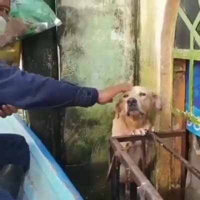 woof irl