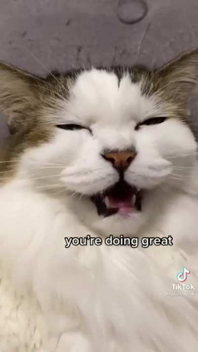 no meme. just catto