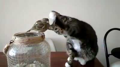 Touch tha borb