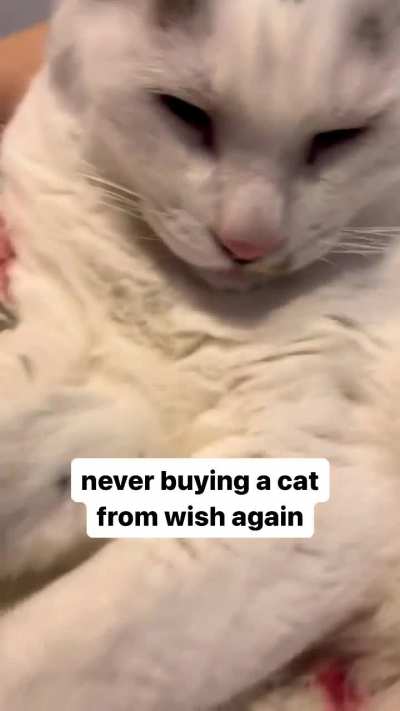 Wordington Feline 