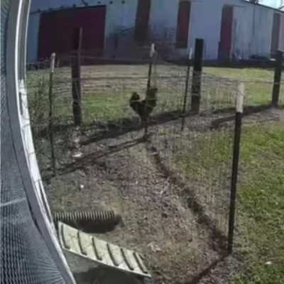 Rooster shows hawk who is boss
