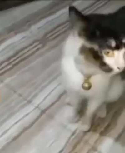 look at this cat