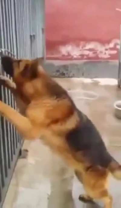 Incredible what a dog do