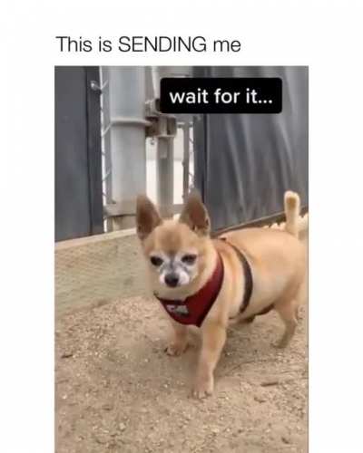 Chihuahuas