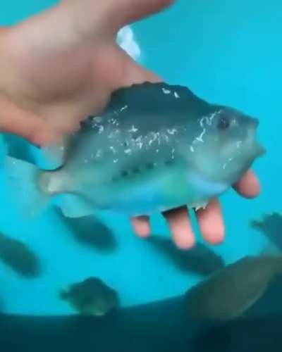 Chinese fish empire
