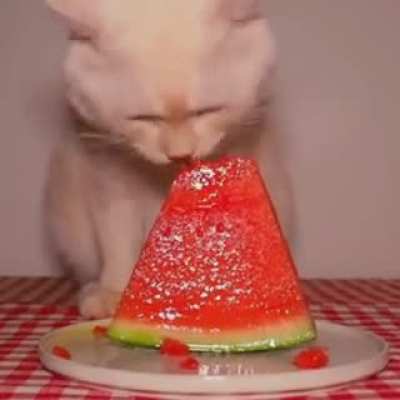 I don't have much so accept this long ass video of a cat eating a watermelon