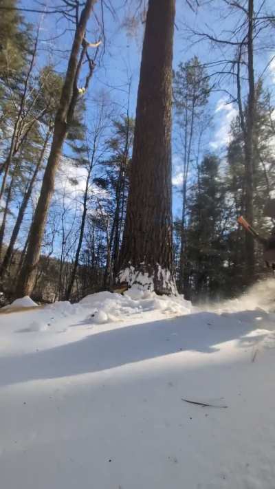 1,800 board foot international scaled in this pine. 80 foot of marketable logs