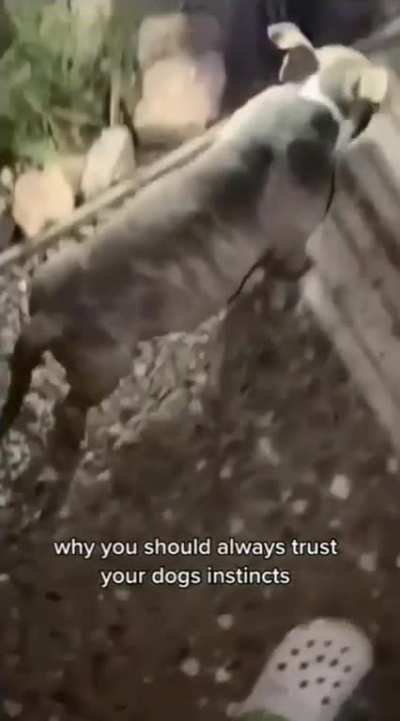 Why you should trust your dogs instincts