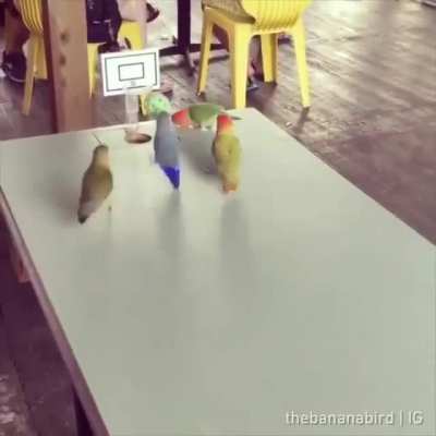 The bird games