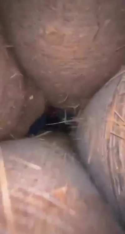 Adios