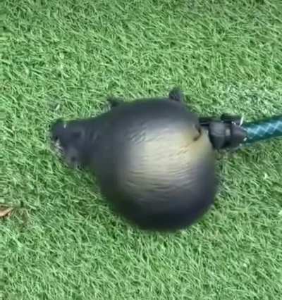 Rat