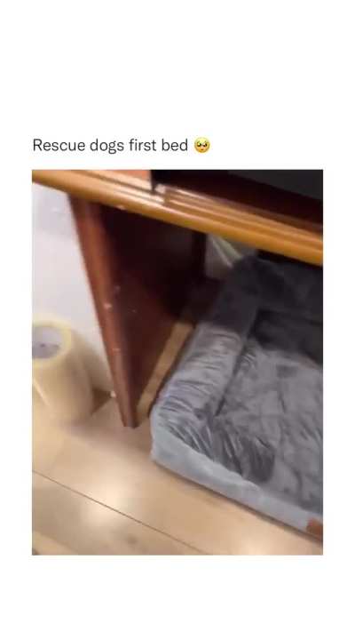 Girl Rescue dog gets her first bed!!