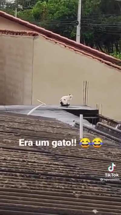 Is that a dog head?