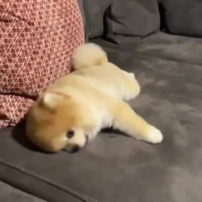 Sunday Pupper!