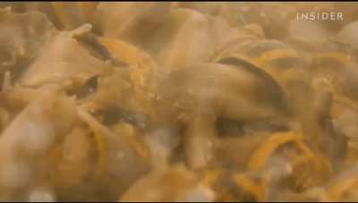 Harvesting snail mucus for beauty products