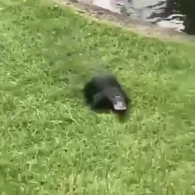 Título maneirão