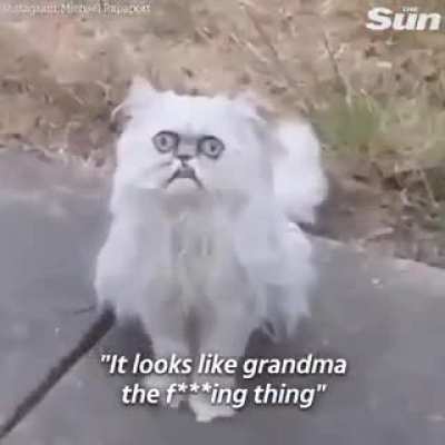 The weird looking cat.