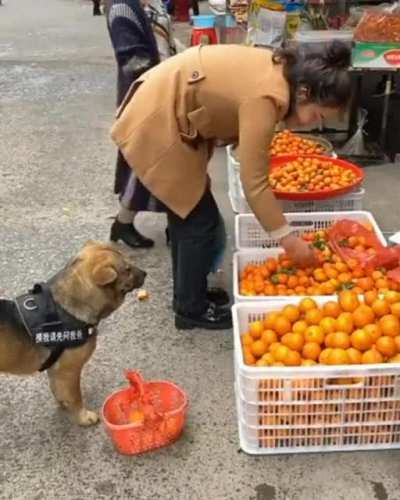 Good dog !!