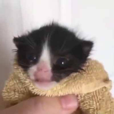 cat go aa