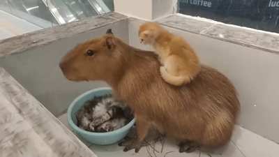 Capy eats cats🤯