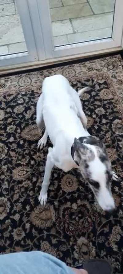 Spinning zoomies!