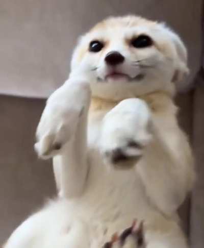 Dog....