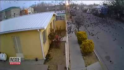 it's raining birds