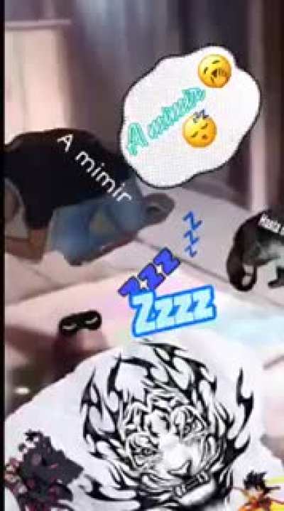 17 né chat