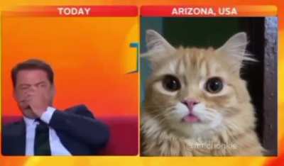 🐱