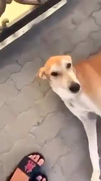 let me provoke this chill dog