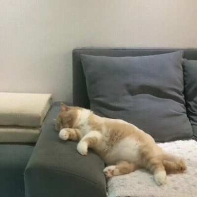 CaT fUCkINg diES VioLEntlY iN hIs SleEp AftEr fAllinG ofF Of biCyClE