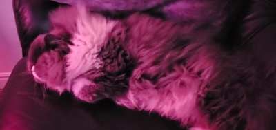 Extra Puffy Floof