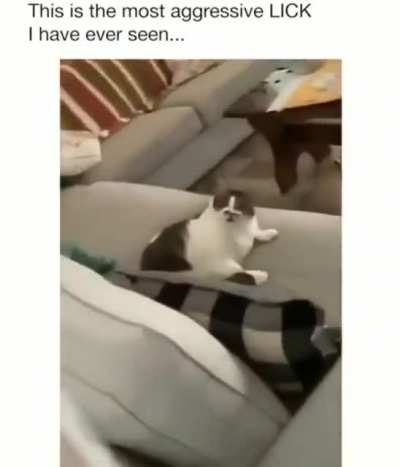 Abrelix Kat: The aggressive Licking tyrant
