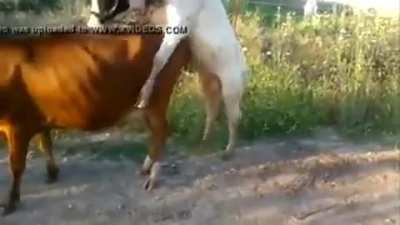 To breed