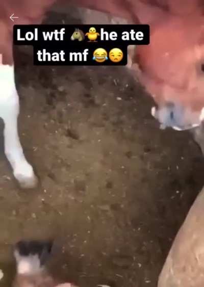 Odd behavior of a horse