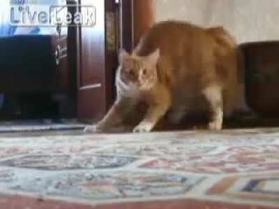 Thriller cat!