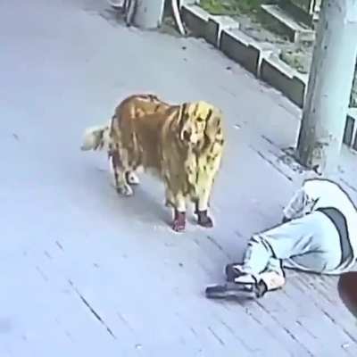 I wouldn't believe this if I haven't watched this footage