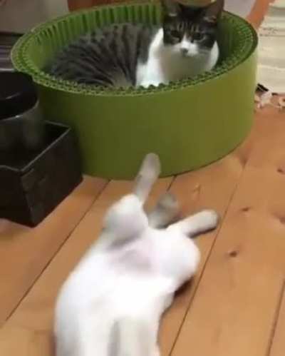 One Punch Cat