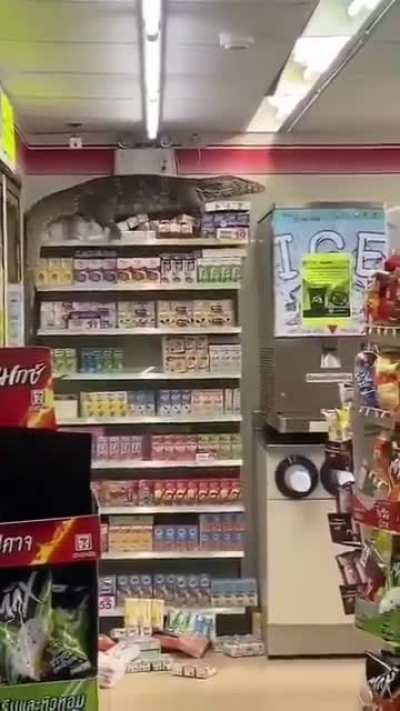 This monitor lizard
