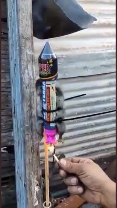 Rocket Rat in Guardians of the Galaxy 2 looks class 🚀🐀