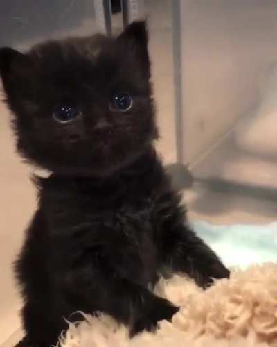 Do you like black kitten?