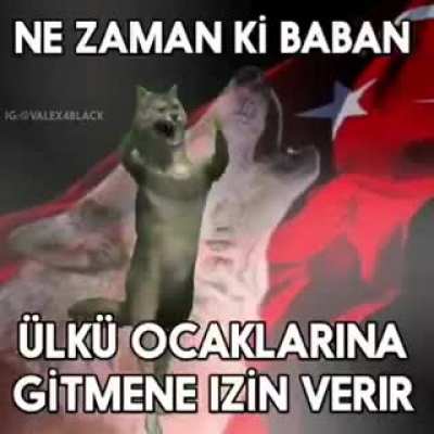 cCc🐺🐺🐺cCc