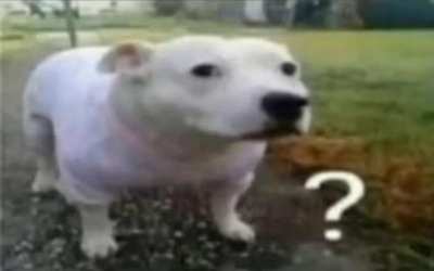 what the dog doin