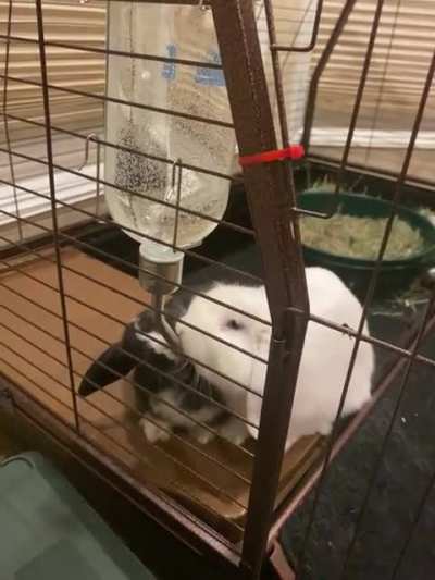 Trying to bond these two bunnies.