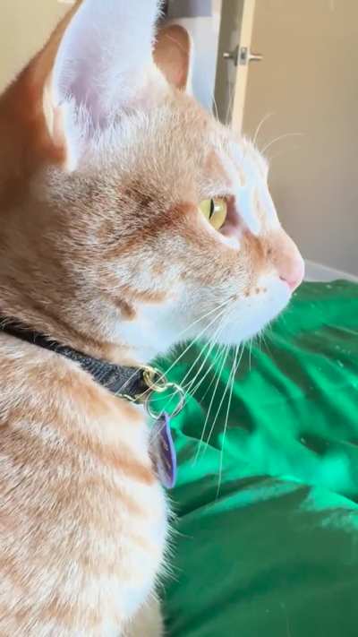 Birb or purr