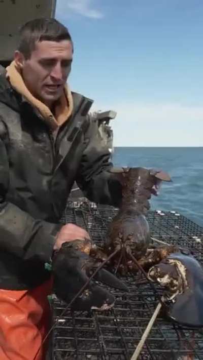 100 year old lobster