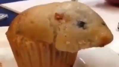 muffin