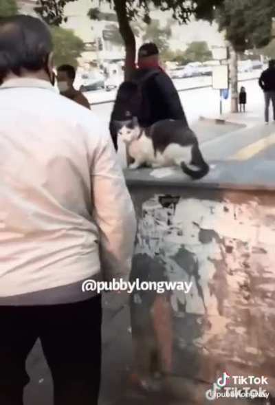 Cat keeps attacking people on the street!